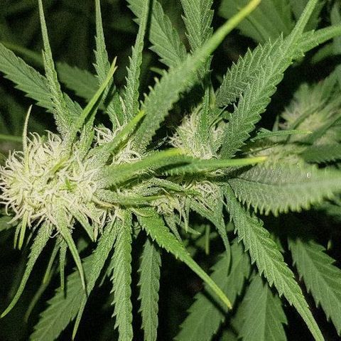Daworka growlog timeline photo