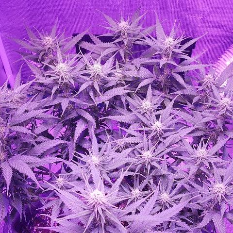 Daworka growlog timeline photo