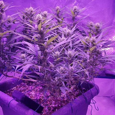 Daworka growlog timeline photo