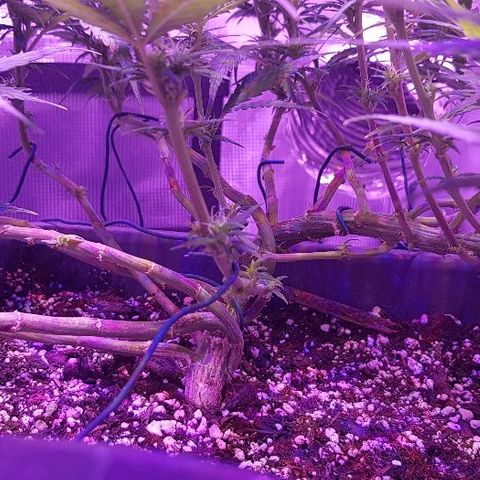 Daworka growlog timeline photo