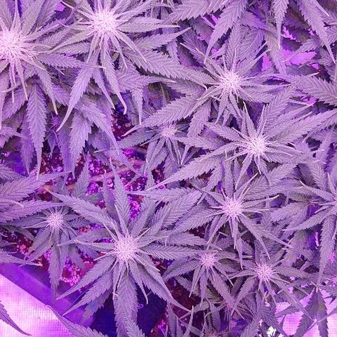Daworka growlog timeline photo