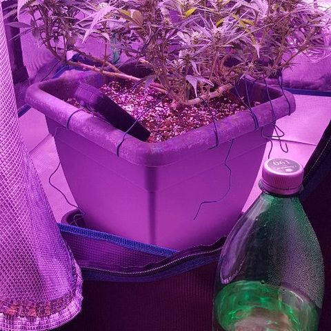 Daworka growlog timeline photo