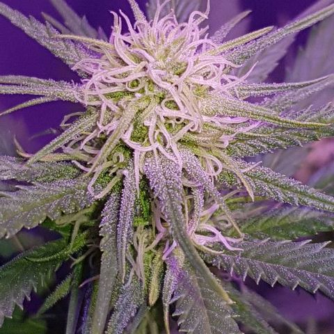 Daworka growlog timeline photo