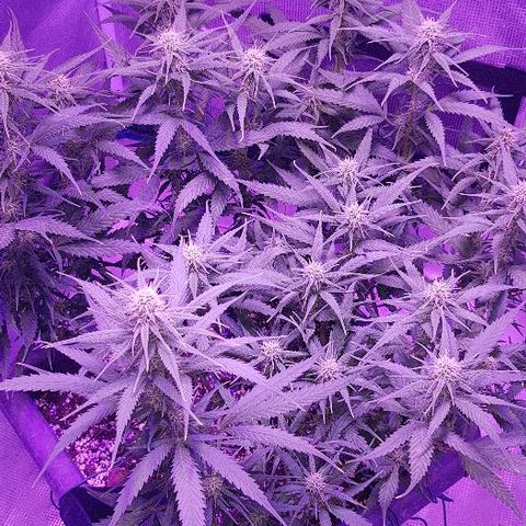 Daworka growlog timeline photo