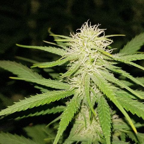 Daworka growlog timeline photo