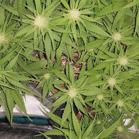Daworka growlog timeline photo