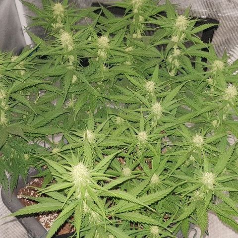 Daworka growlog timeline photo