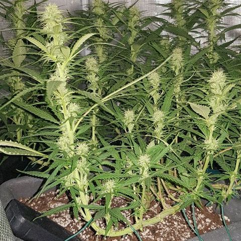 Daworka growlog timeline photo