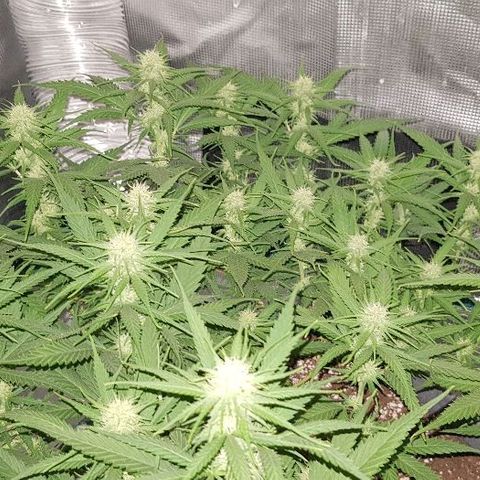 Daworka growlog timeline photo