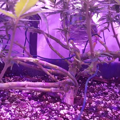 Daworka growlog timeline photo
