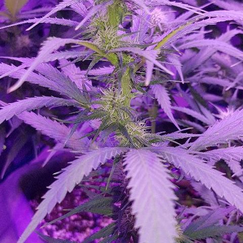 Daworka growlog timeline photo