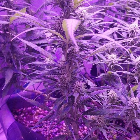 Daworka growlog timeline photo