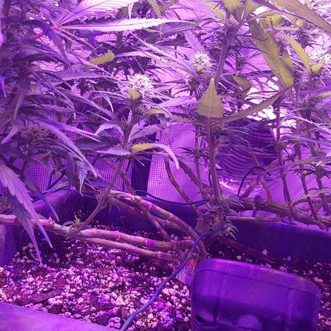 Daworka growlog timeline photo