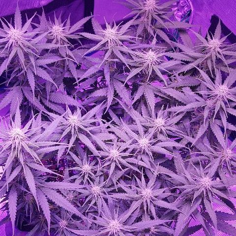 Daworka growlog timeline photo