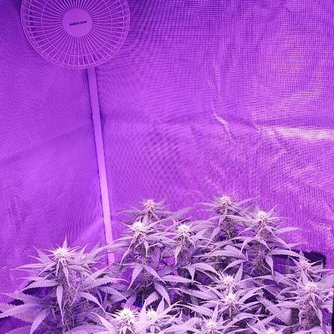 Daworka growlog timeline photo