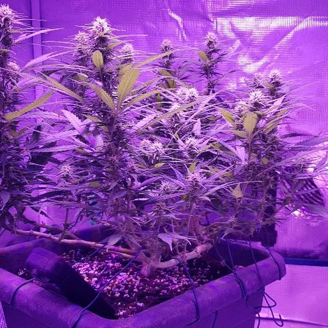 Daworka growlog timeline photo