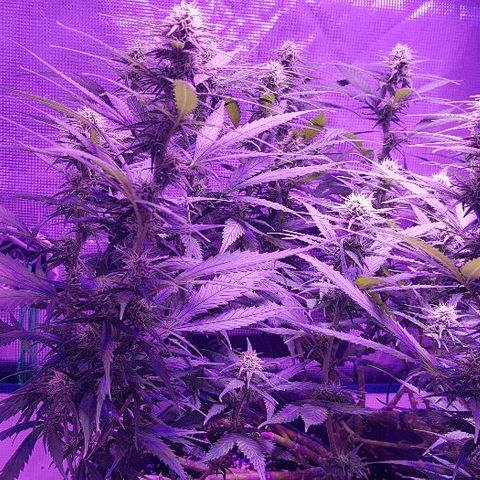 Daworka growlog timeline photo