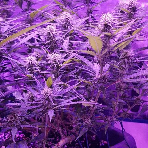 Daworka growlog timeline photo