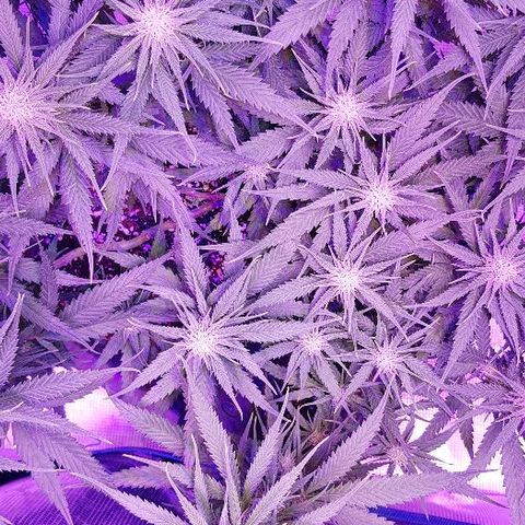 Daworka growlog timeline photo