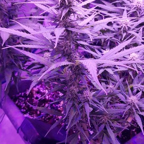 Daworka growlog timeline photo