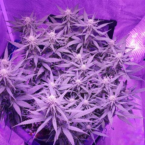 Daworka growlog timeline photo