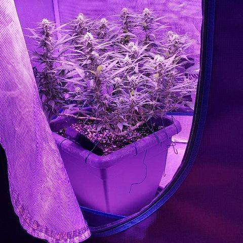 Daworka growlog timeline photo