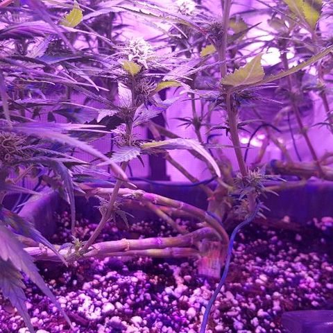 Daworka growlog timeline photo