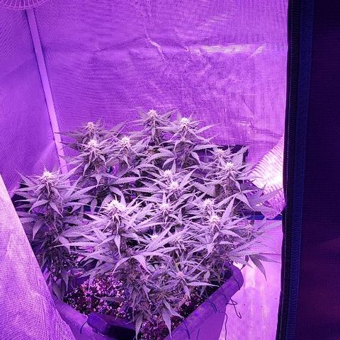 Daworka growlog timeline photo