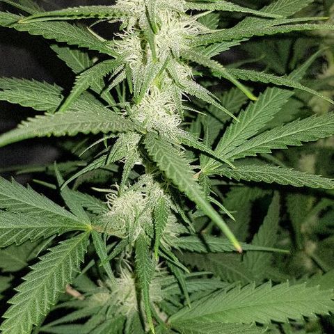 Daworka growlog timeline photo