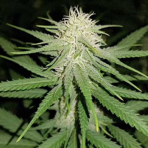 Daworka growlog timeline photo