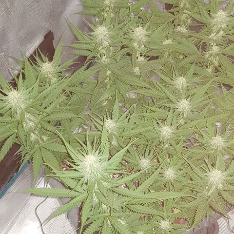 Daworka growlog timeline photo