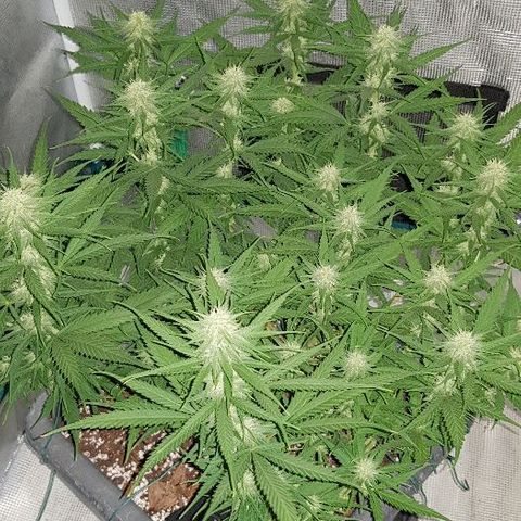 Daworka growlog timeline photo
