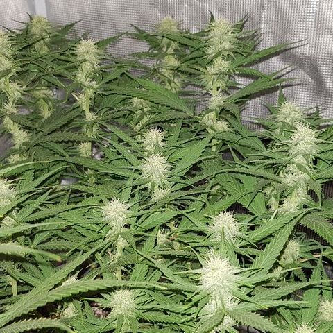 Daworka growlog timeline photo