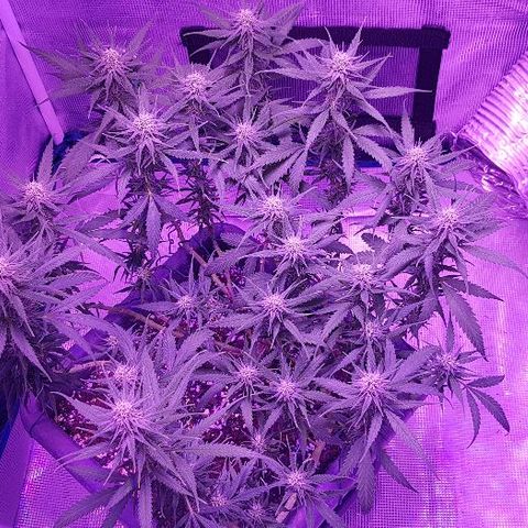 Daworka growlog timeline photo