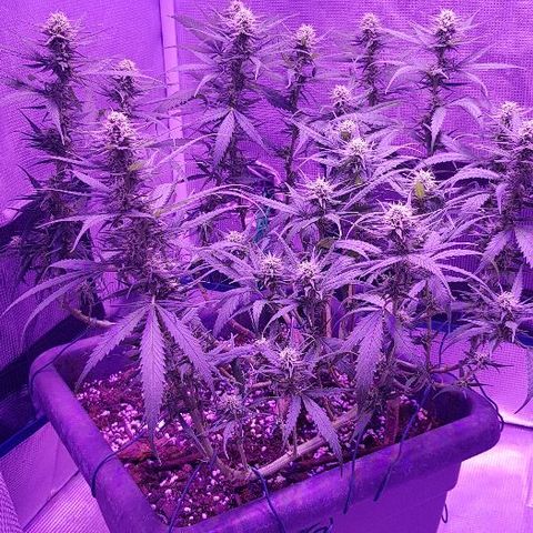 Daworka growlog timeline photo
