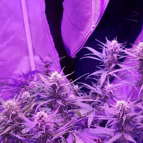 Daworka growlog timeline photo