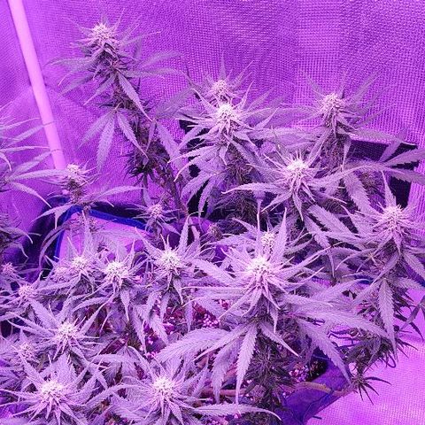 Daworka growlog timeline photo