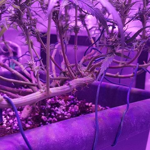 Daworka growlog timeline photo