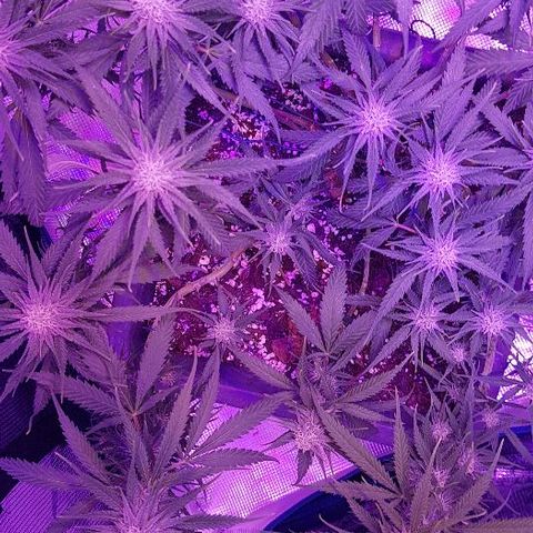 Daworka growlog timeline photo