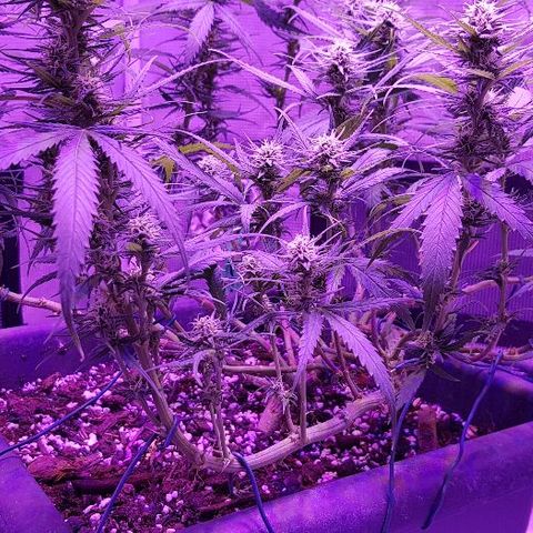 Daworka growlog timeline photo