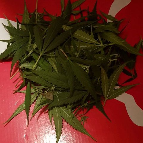Daworka growlog timeline photo