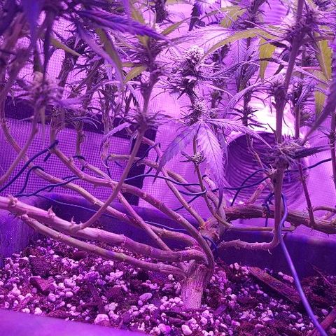 Daworka growlog timeline photo