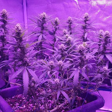 Daworka growlog timeline photo