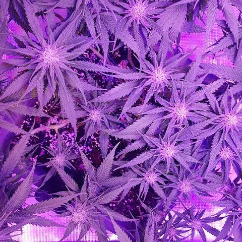 Daworka growlog timeline photo
