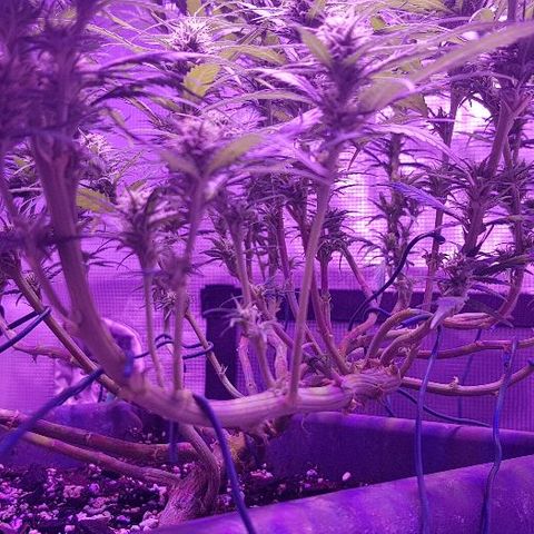 Daworka growlog timeline photo