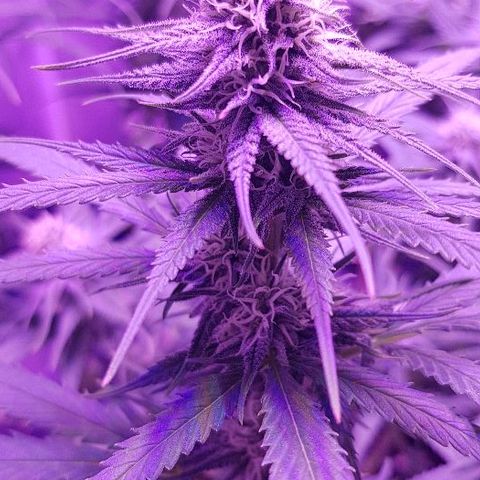 Daworka growlog timeline photo