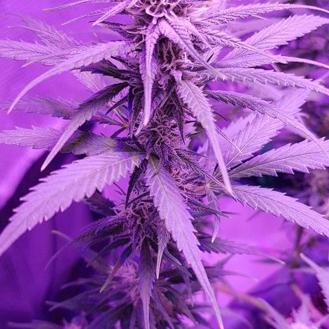 Daworka growlog timeline photo