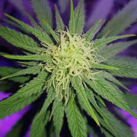 Daworka growlog timeline photo
