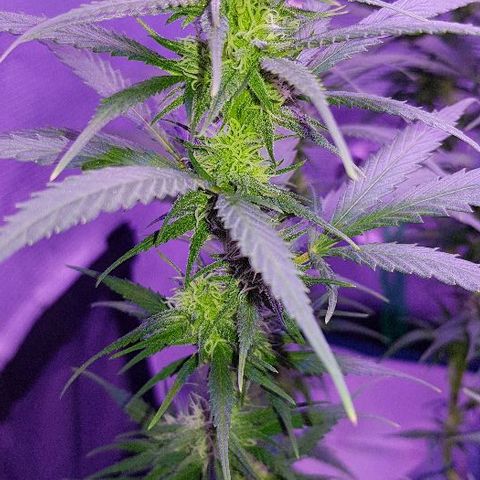 Daworka growlog timeline photo