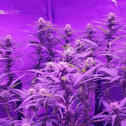 Daworka growlog timeline photo